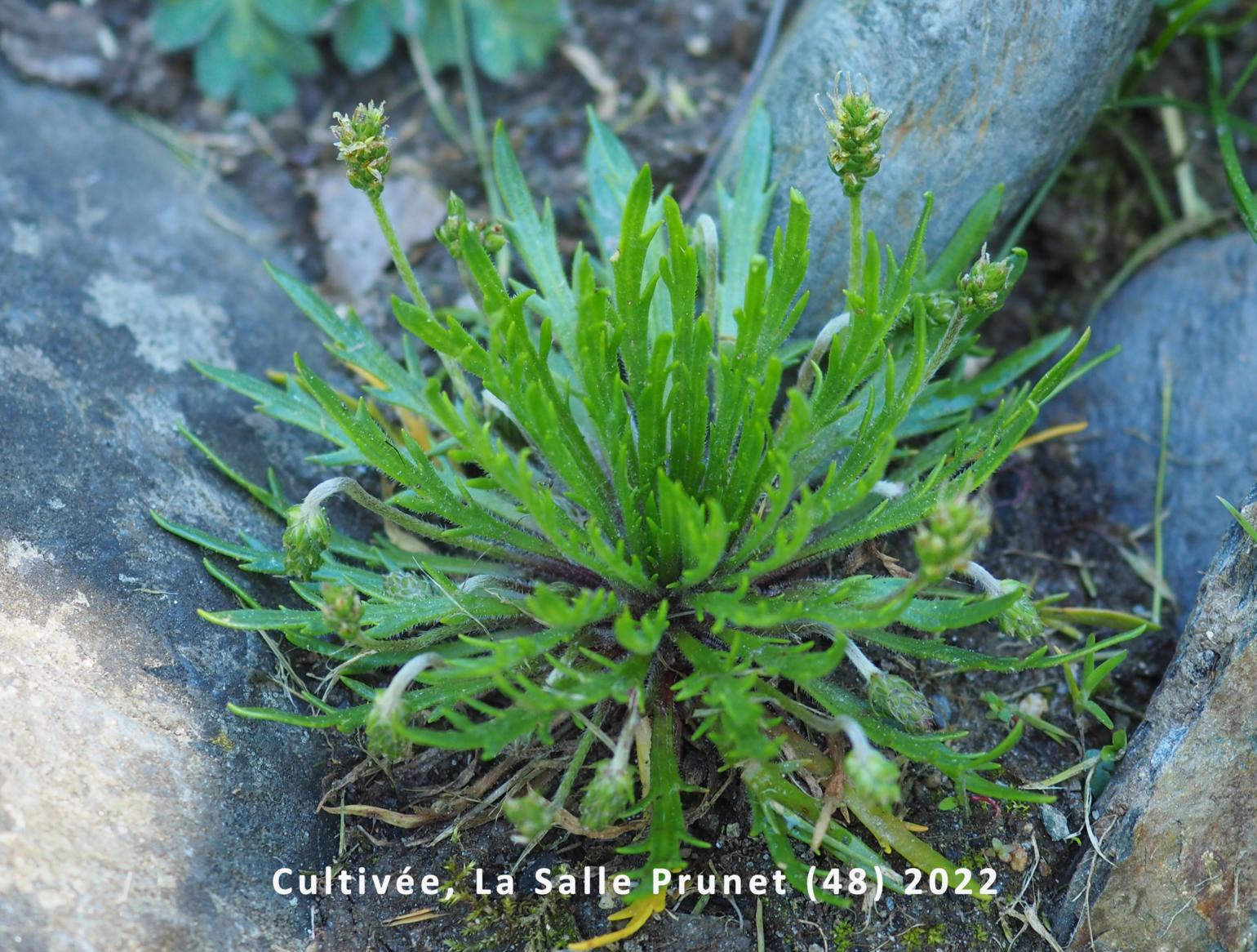 Plantain, Bucks-horn